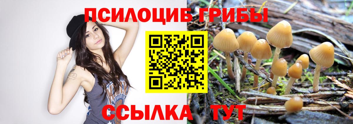 Галлюциногенные грибы Psilocybine cubensis Кашира